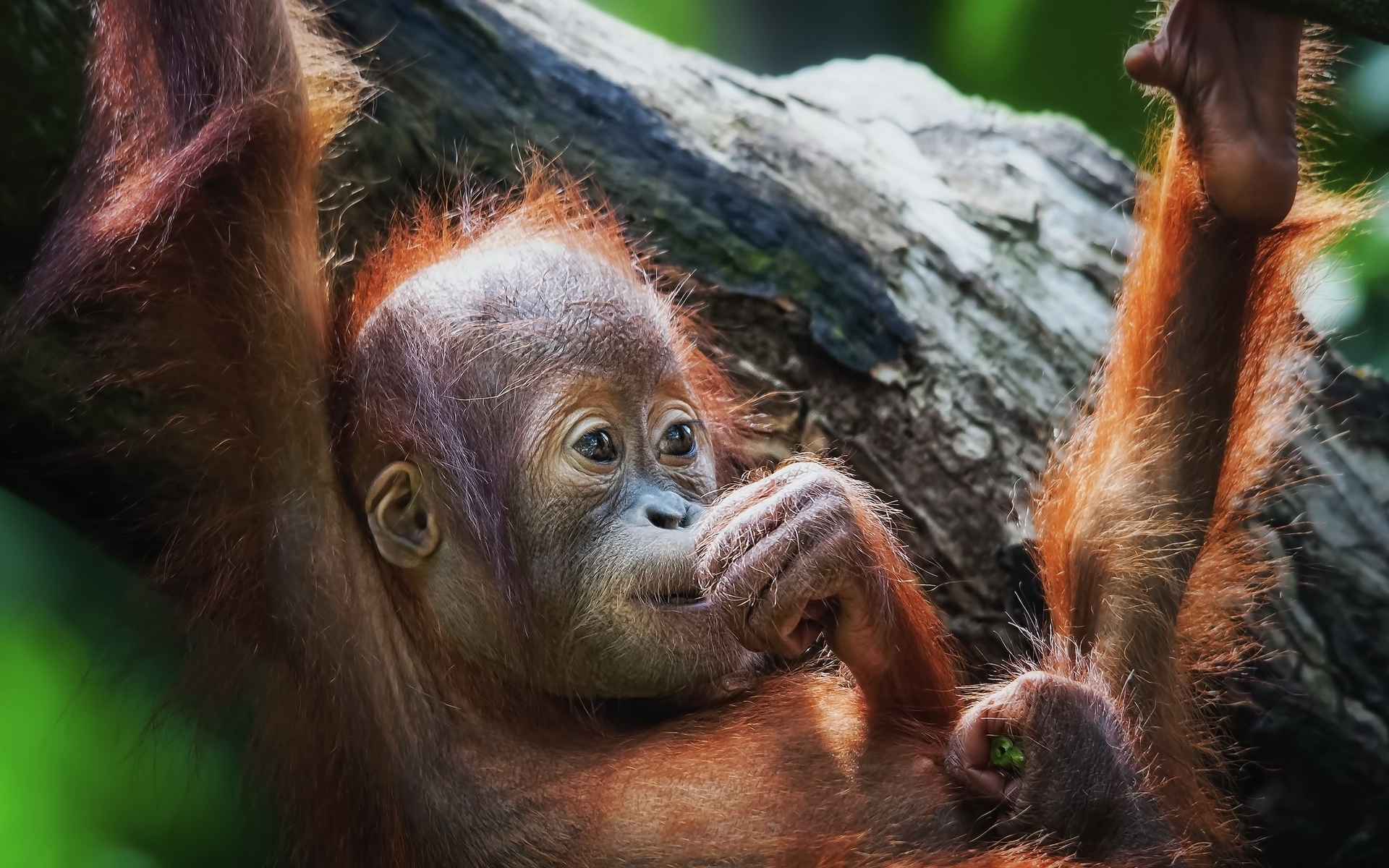 Orangutan monkeys cute babies wallpaper 1920x1200