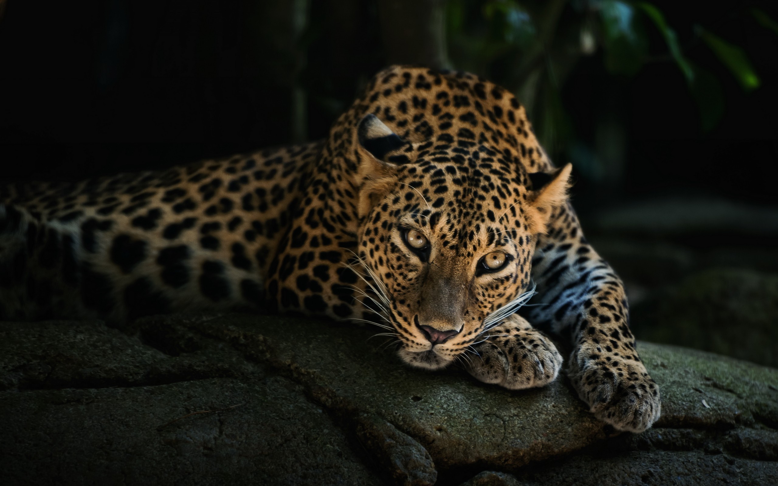 Animal Leopard HD Desktop Background Wallpaper