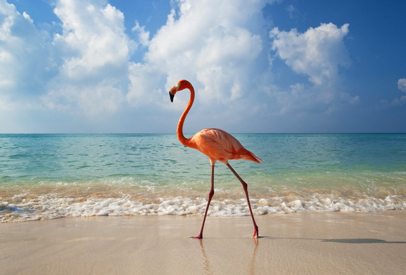 Wallpaper Wave Ocean Flamingo Sun Bayahibe Dominican Republic