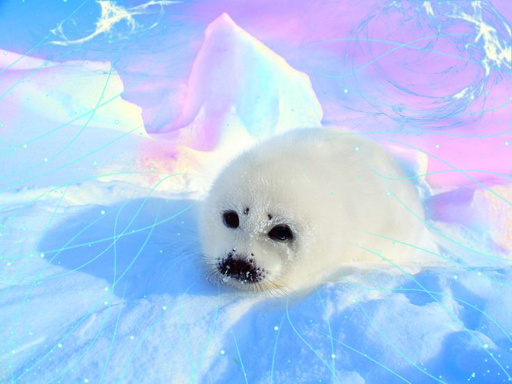 Pics For Cute Baby Seals Wallpaper