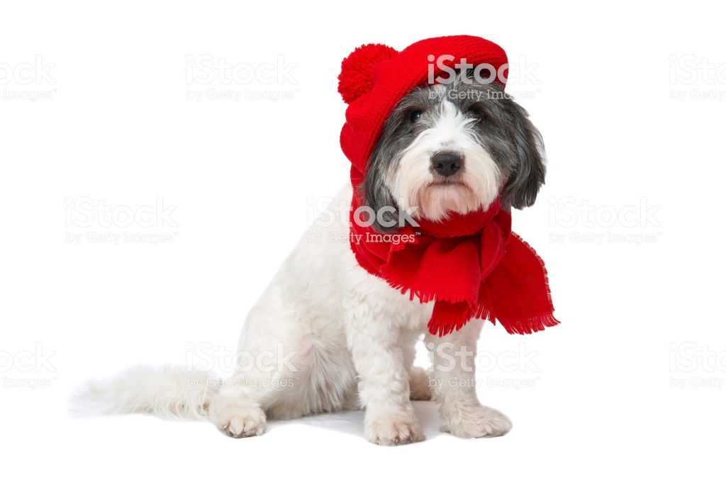 Black And White Dog In Red Beret Fez On A Background