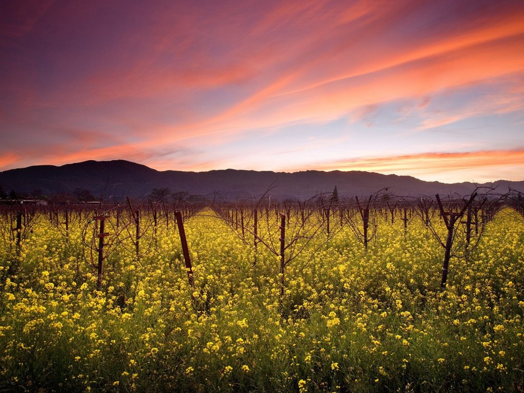 Wallpaper Rank Sunset And Wild Mustard Napa Valley Vineyards