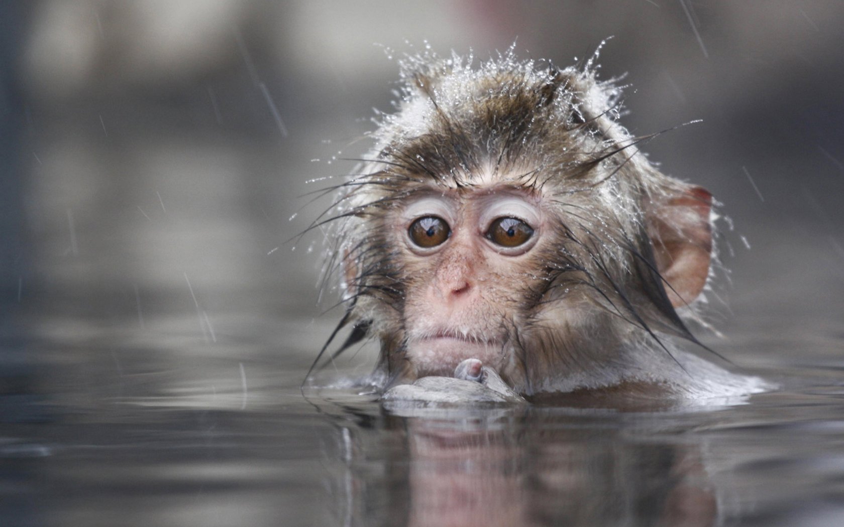 Animals Wet Monkeys Primates Macaques Japanese Macaque