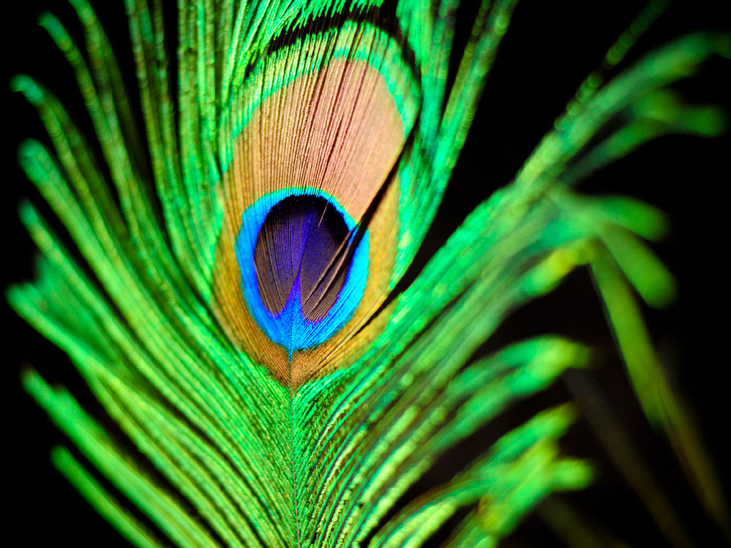 Tag Peacock Feathers Wallpaper Background Photos Image And