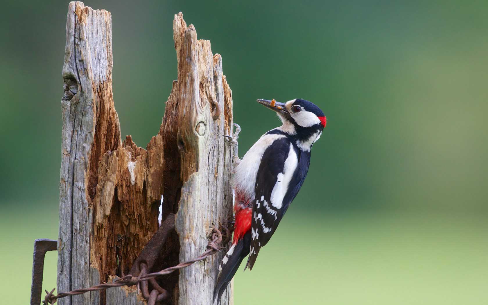Beautiful Woodpecker Wallpaper In HD