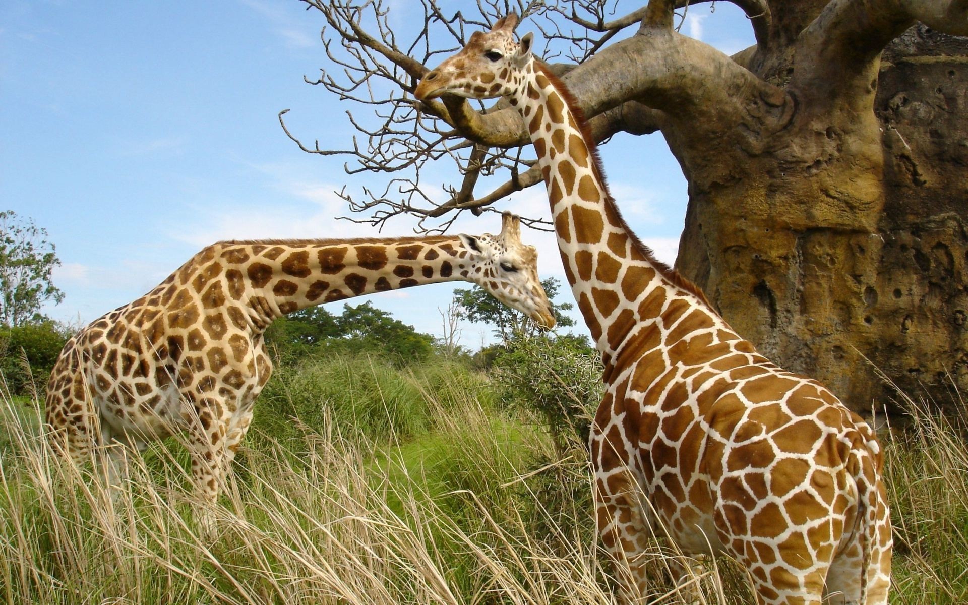 African Animals Wallpaper