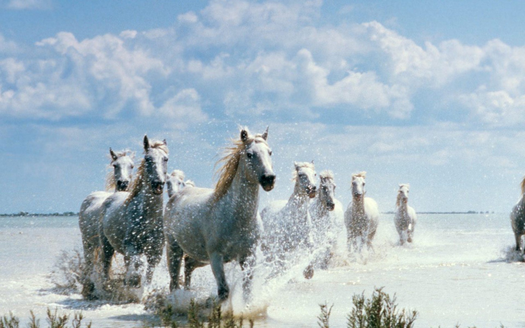Horses On The Beach HD Wallpaper Widescreen