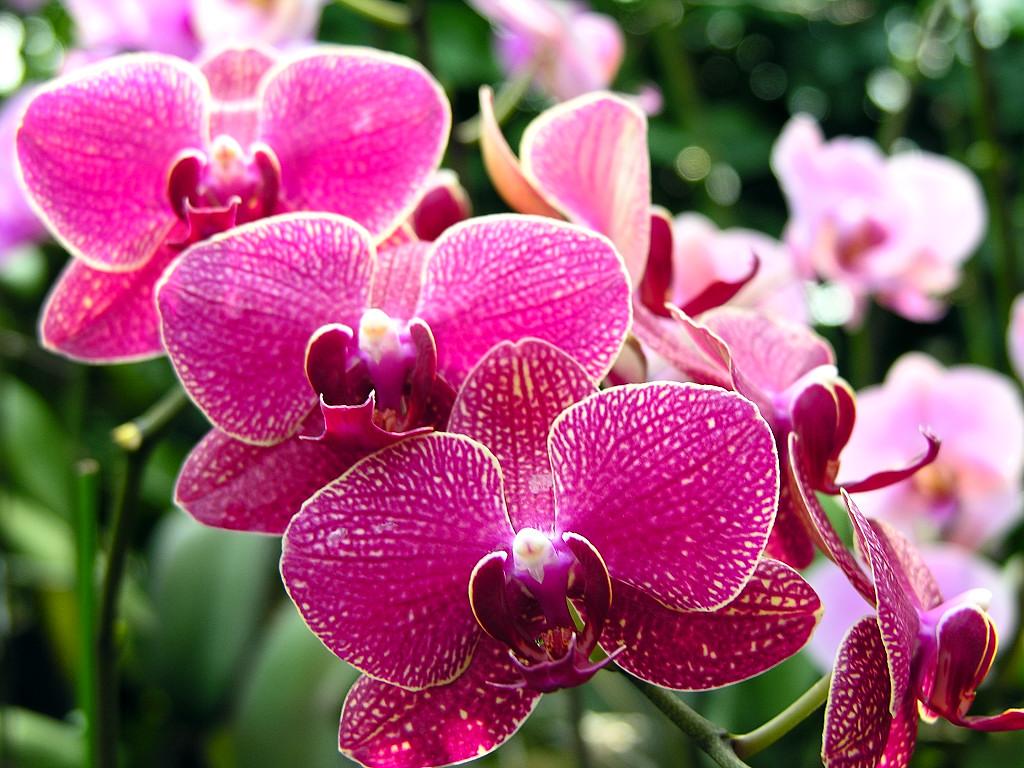 Beautiful Orchid Liveinter