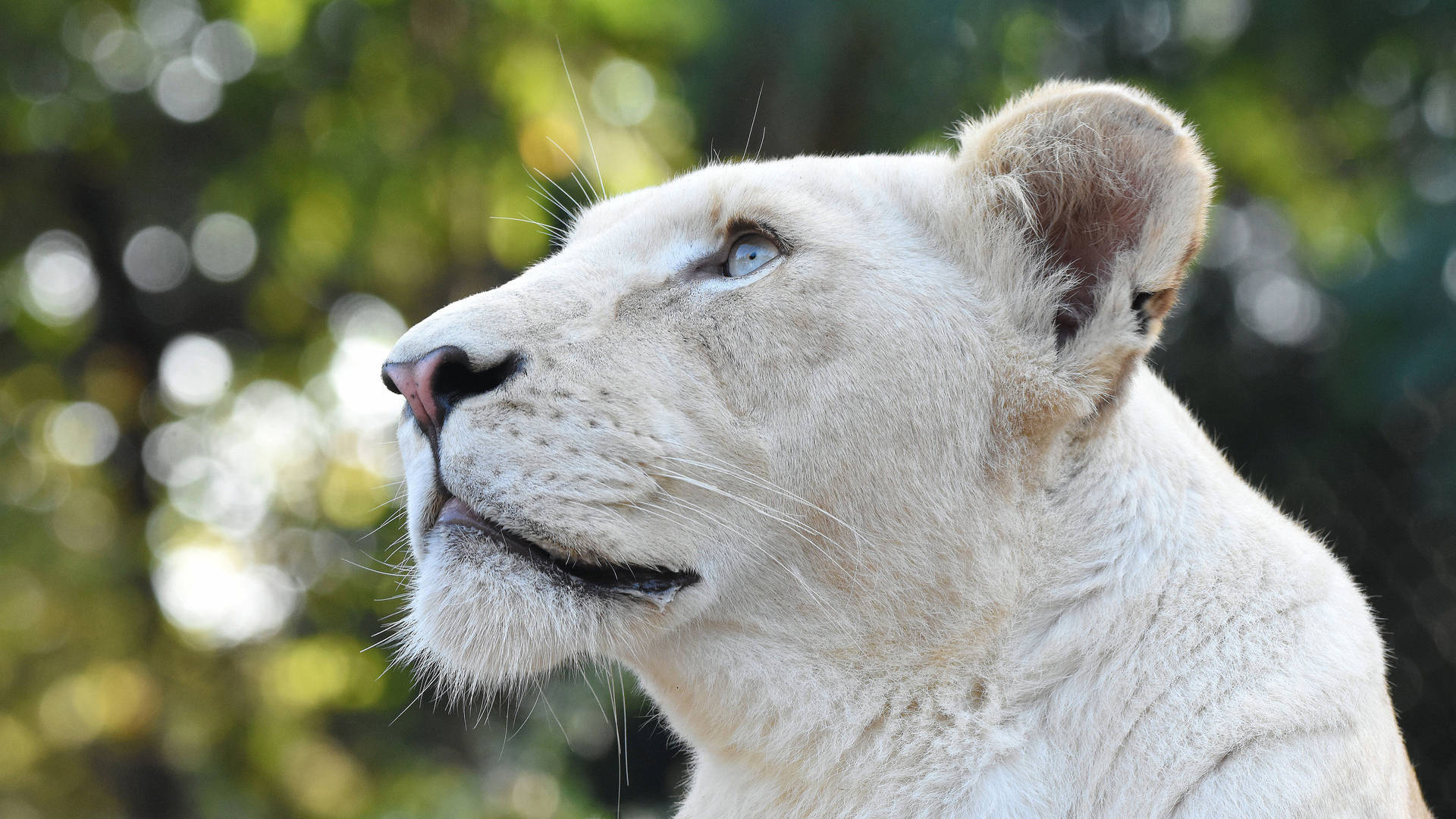 Pretty White Lioness Wallpaper