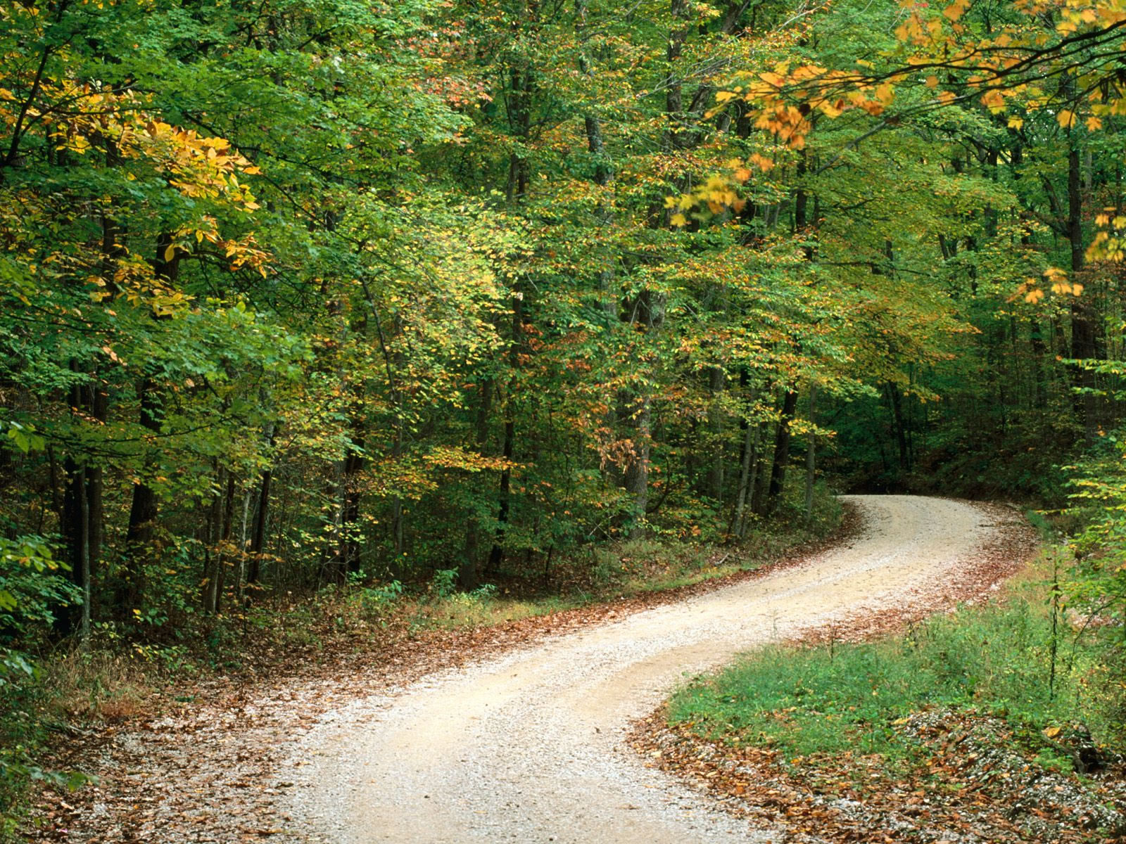Country Road In Autumn Nashville Indiana Scenic Wallpaper Image