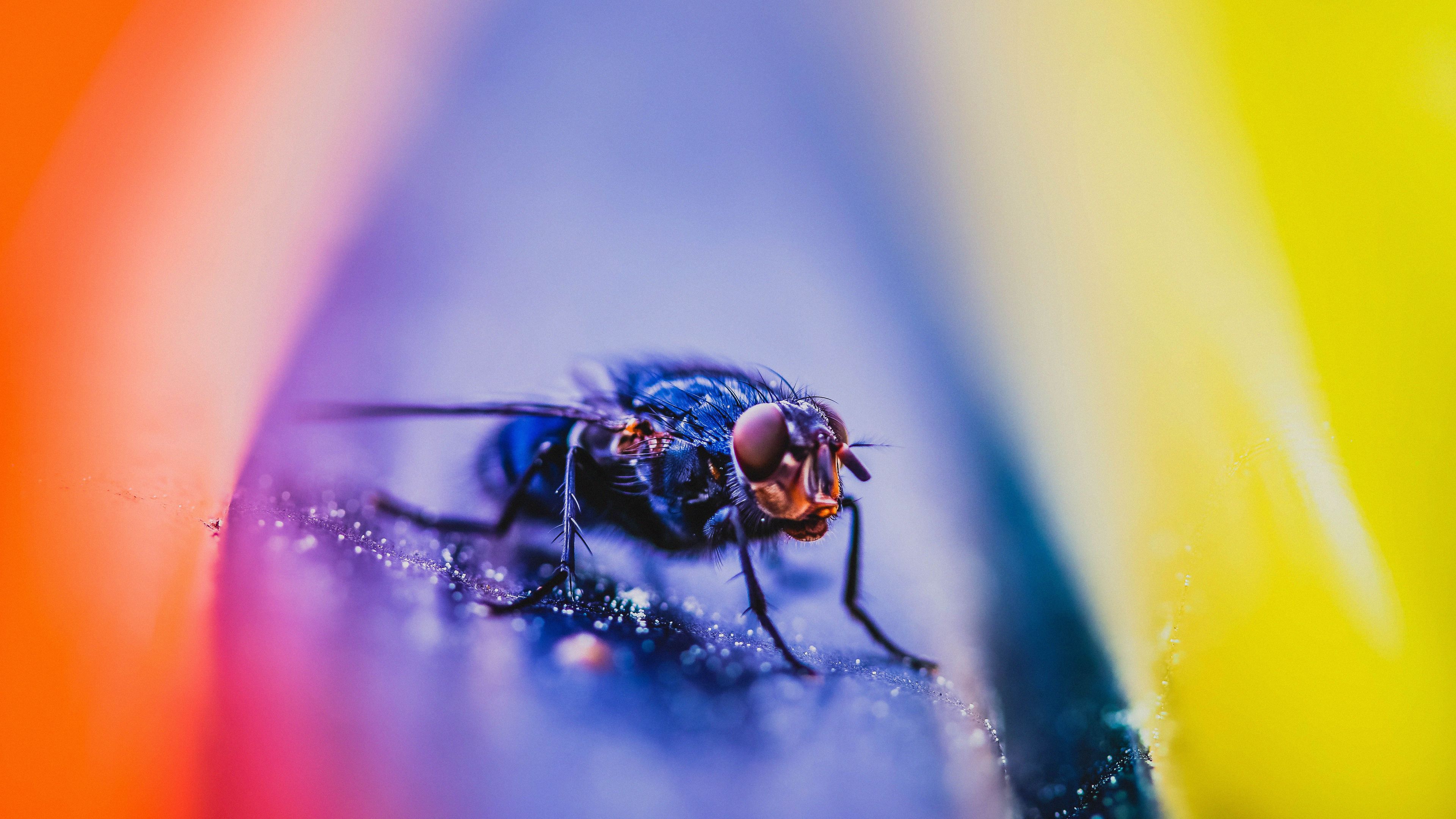 Insect HD Wallpaper