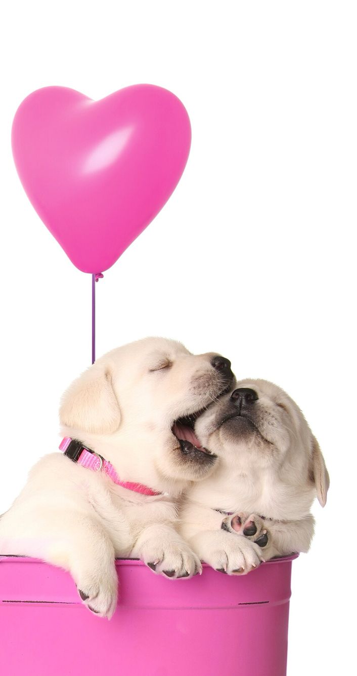 Puppies Valentine S Wallpaper Dog
