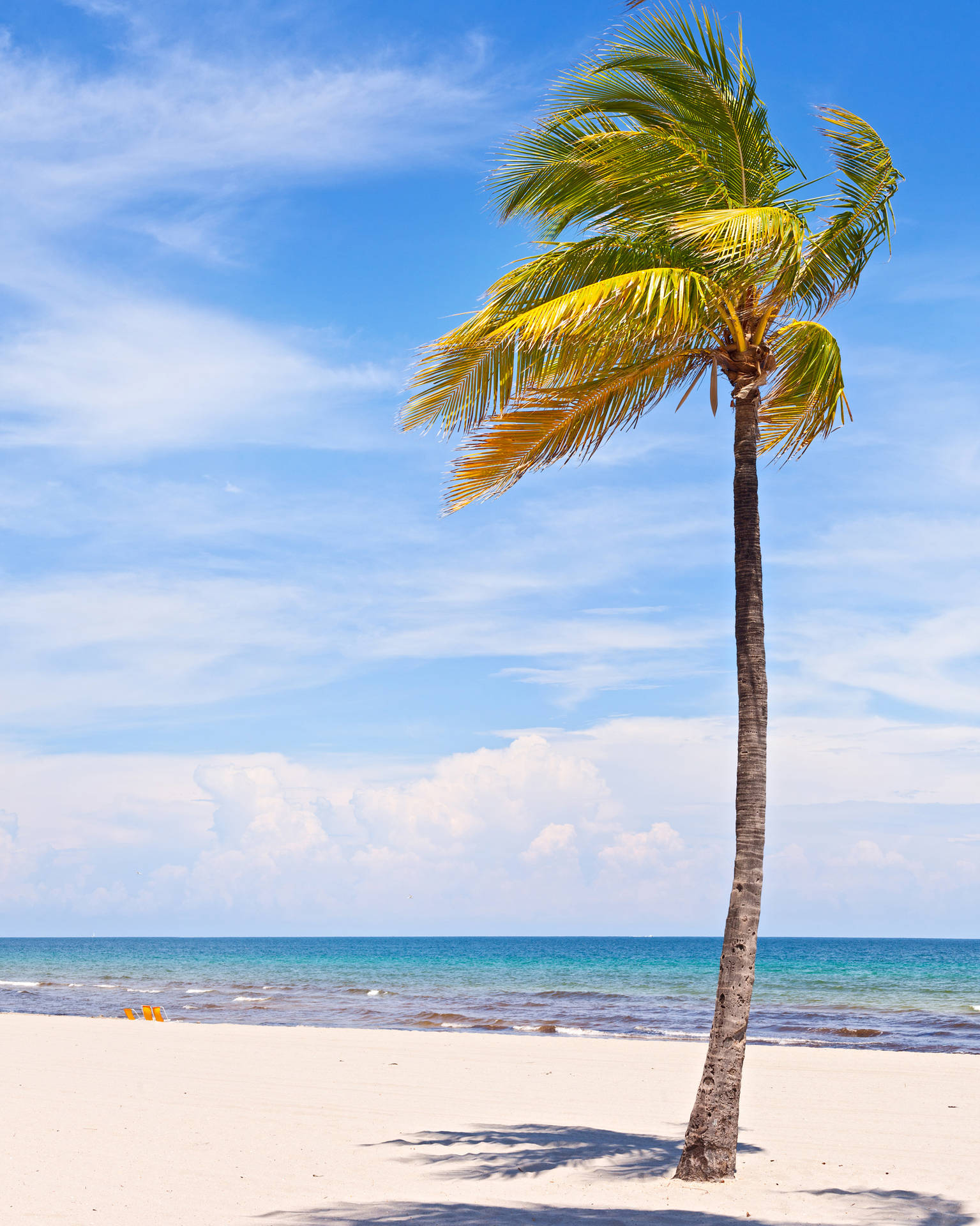 Coconut Tree Wallpaper