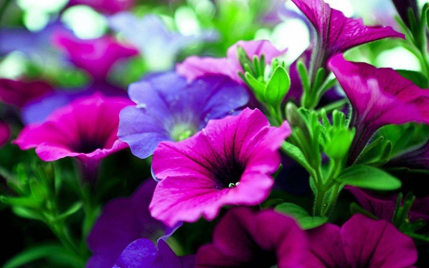Nature Flower Wallpapers