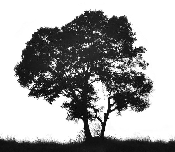 Tree silhouette Silhouette of a black tree and grass against white