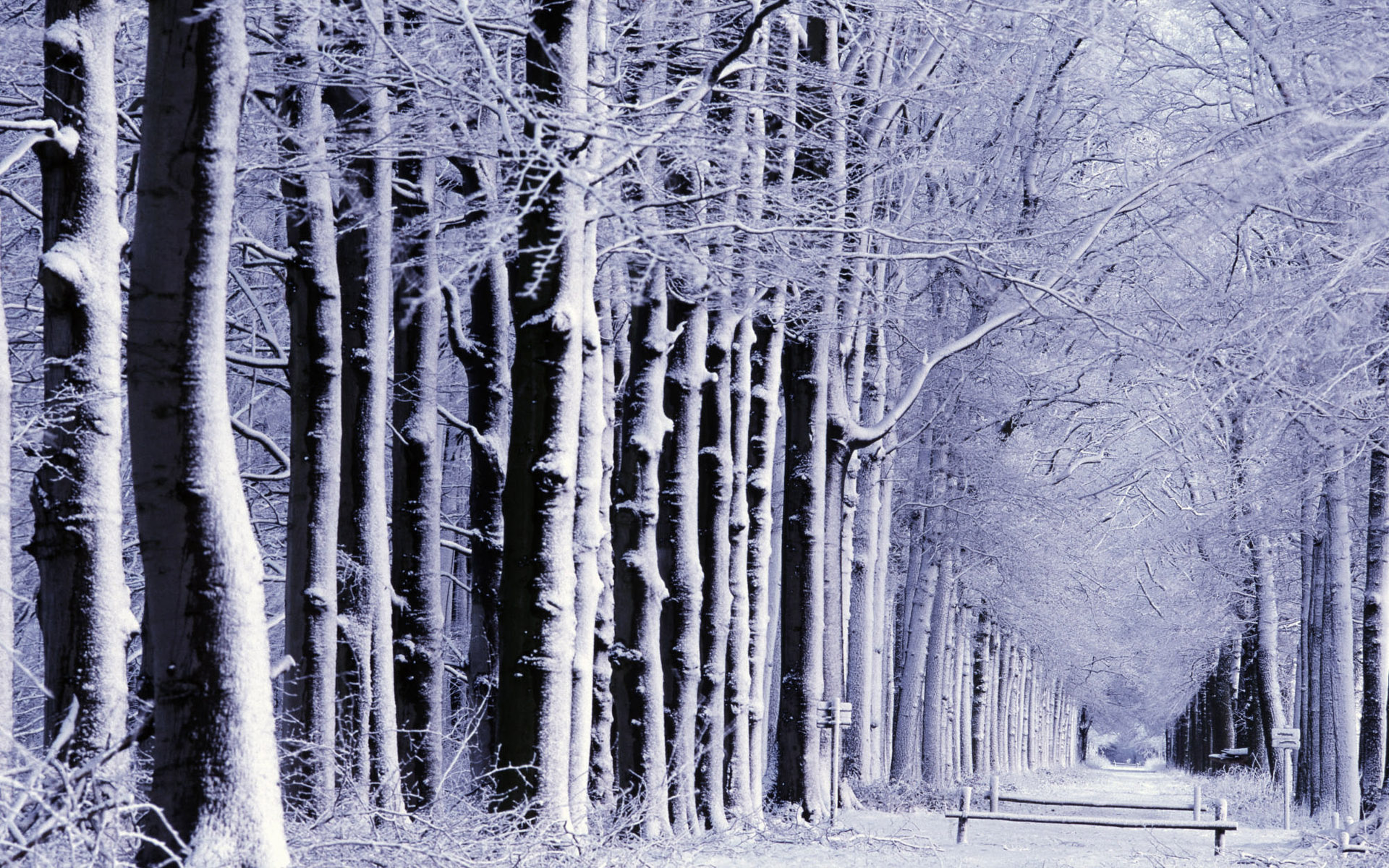 Snow In The Woods Wallpaper And Image
