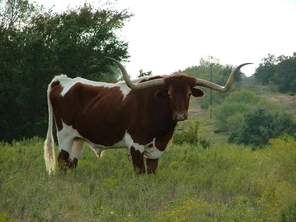 Texas Longhorn Hill Country
