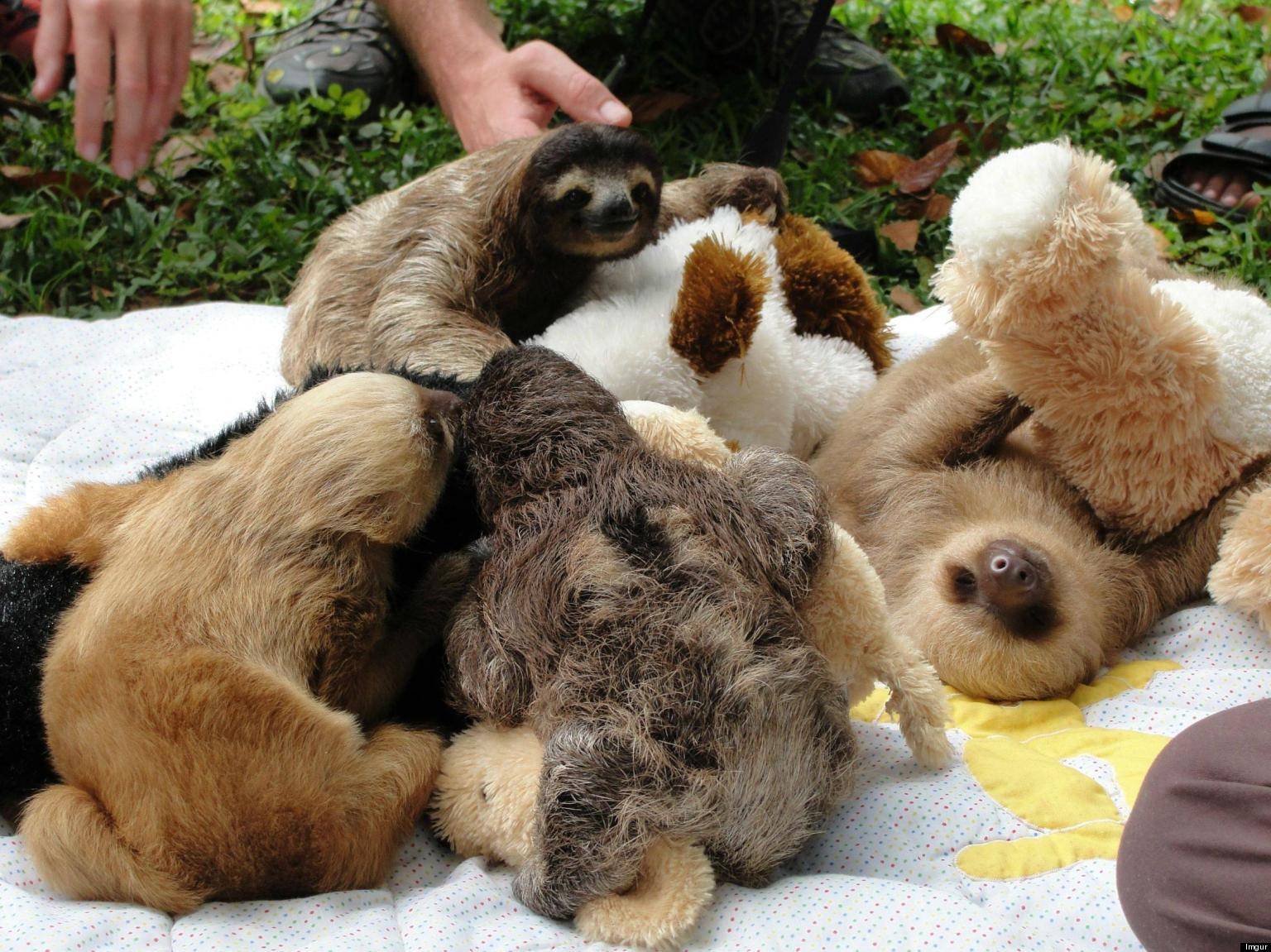 Pile Of Sloths This With Stuffed Animals Is Too Cute