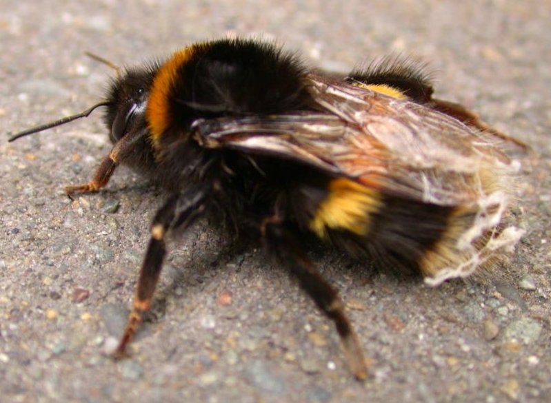 Bumble Bee Wallpaper Picture Photo
