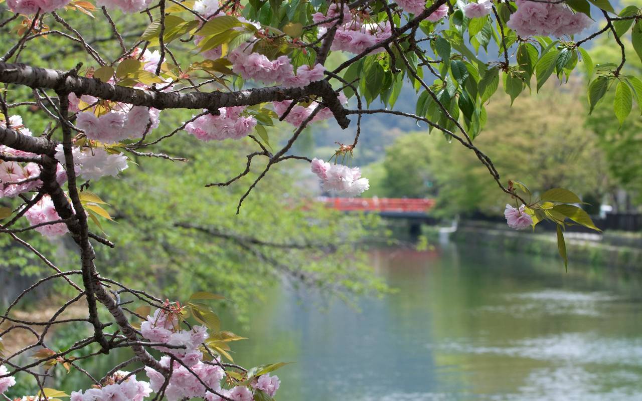 Kyoto Blossom Cherry Landscapes Background Spring Desktop Wallpaper