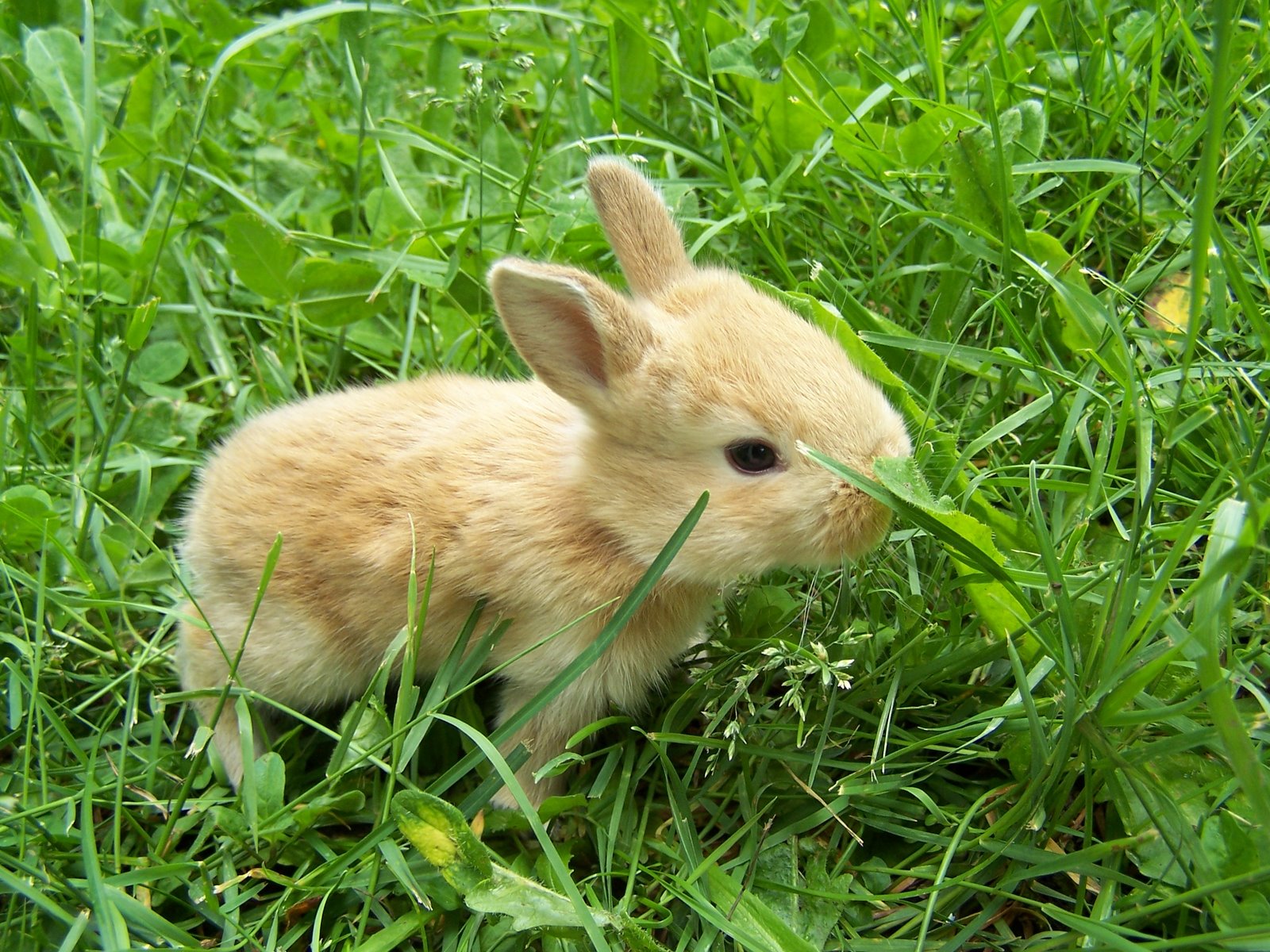 Cute Little Rabbits HD Wallpaper