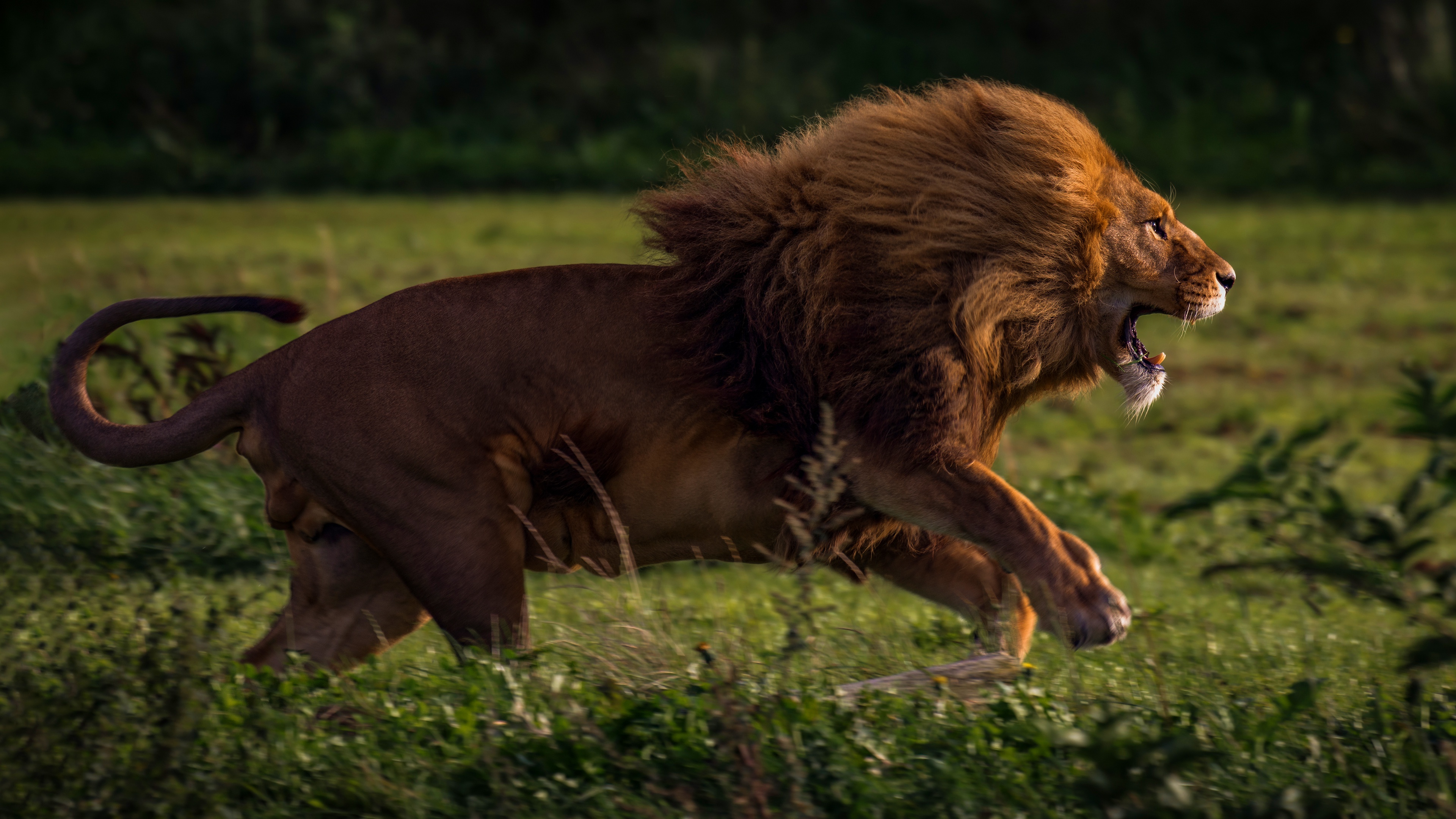 A male lion running through the savanna, its mane flowing in the wind. It has its mouth open, possibly roaring or panting