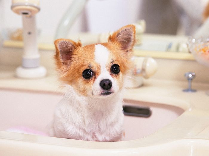 Of Cute Puppies Chihuahua In A Sink Dogs Photos