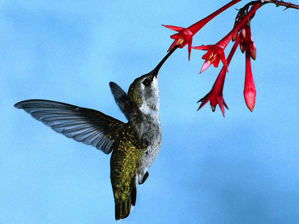 We Hope You Enjoy This Hummingbird Wallpaper From Our