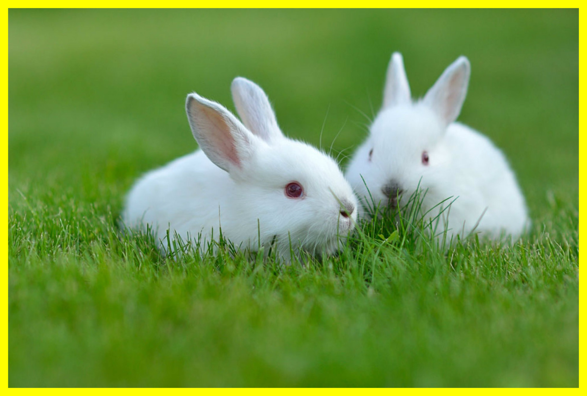 White Rabbit Wallpaper