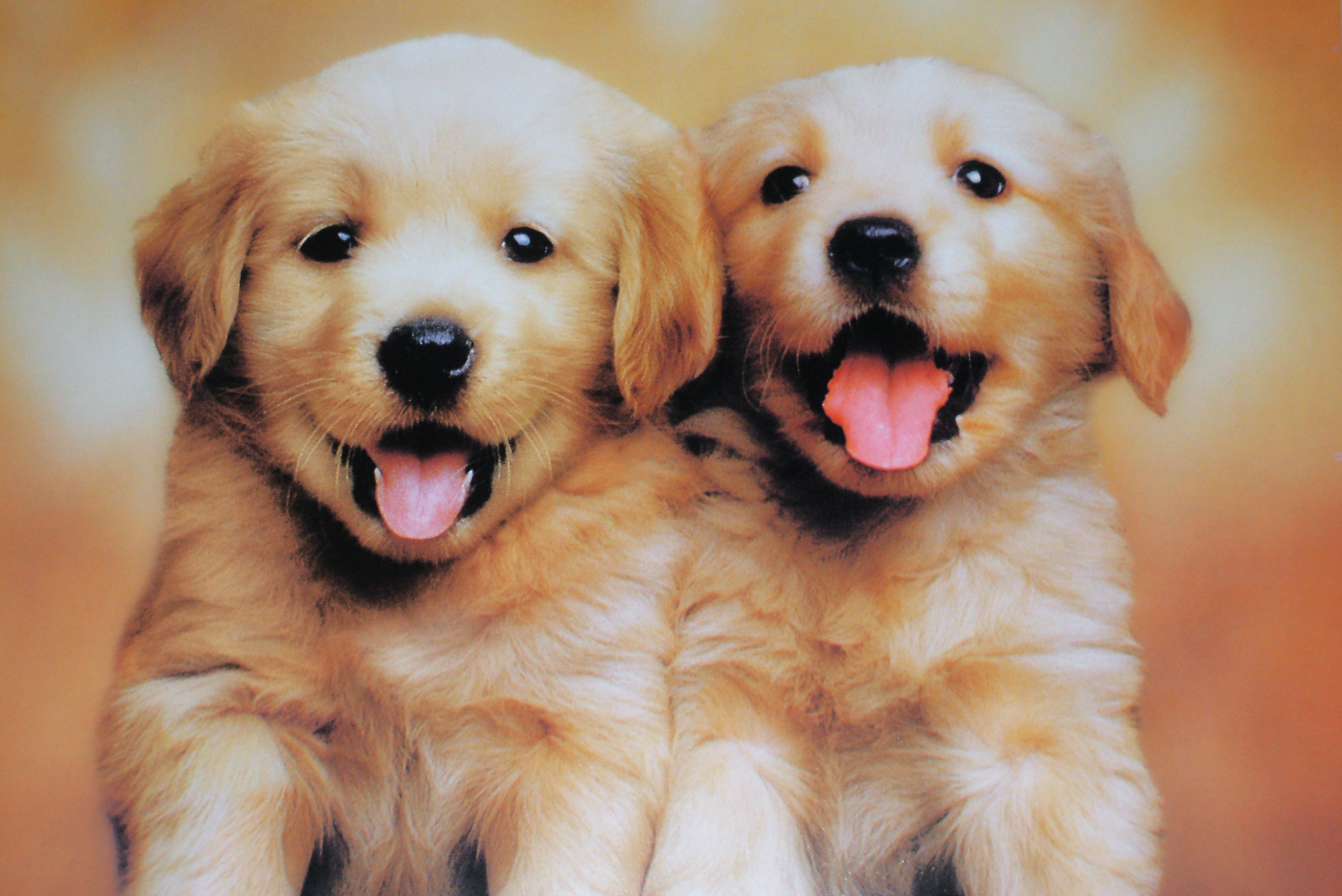 Wallpaper Of Cute Puppies