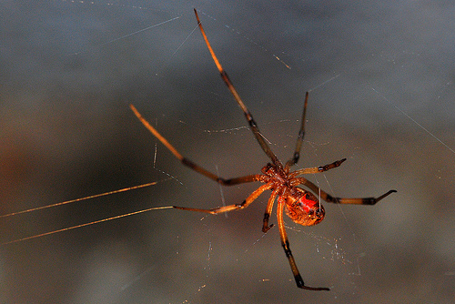 black widow spiders deadly arachnida fatal images pictures wallpapers