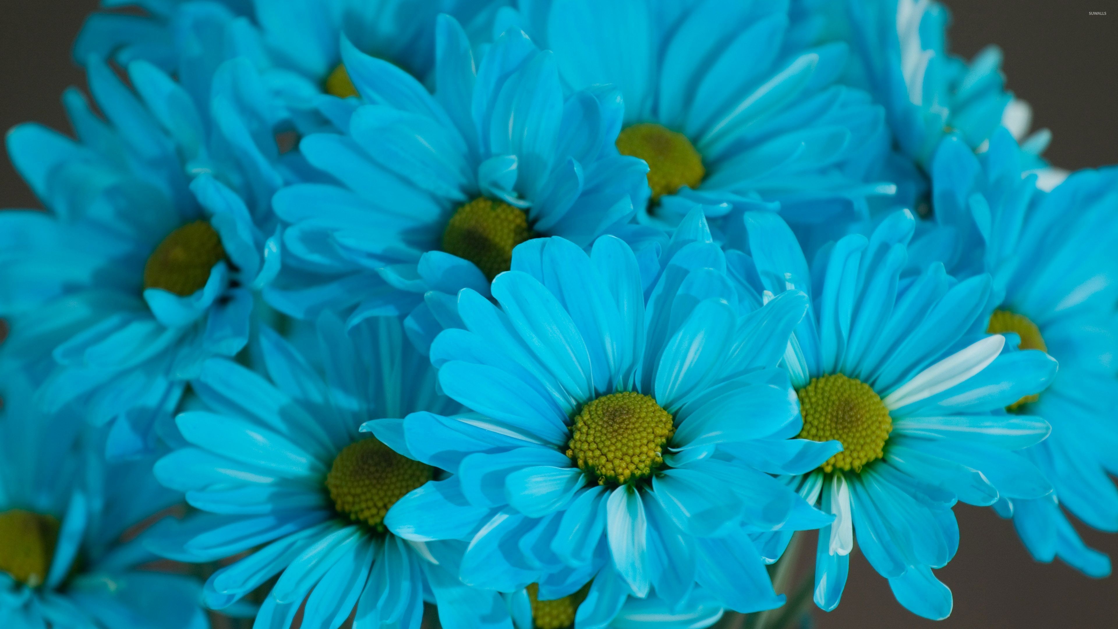 Daisy Flower Wallpaper