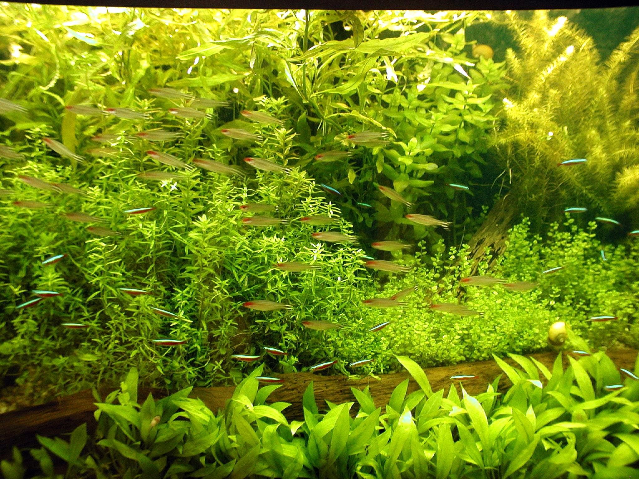 Aquarium Background Green Aqua Plants Image