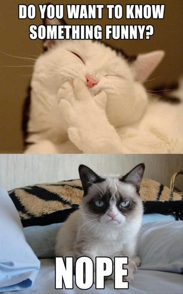  Everlasting Love Funny Gifs and Cute Cats Pics to Make You Smile