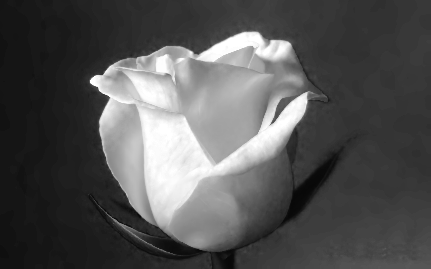 Black And White Rose Pictures