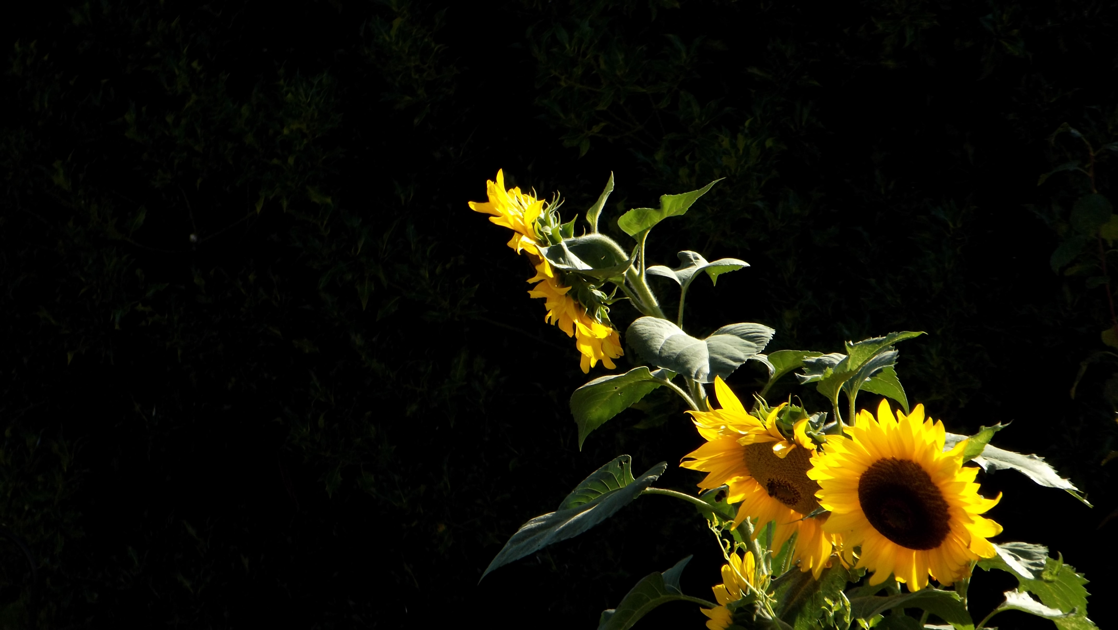 Sunflower Puter Wallpaper Desktop Background