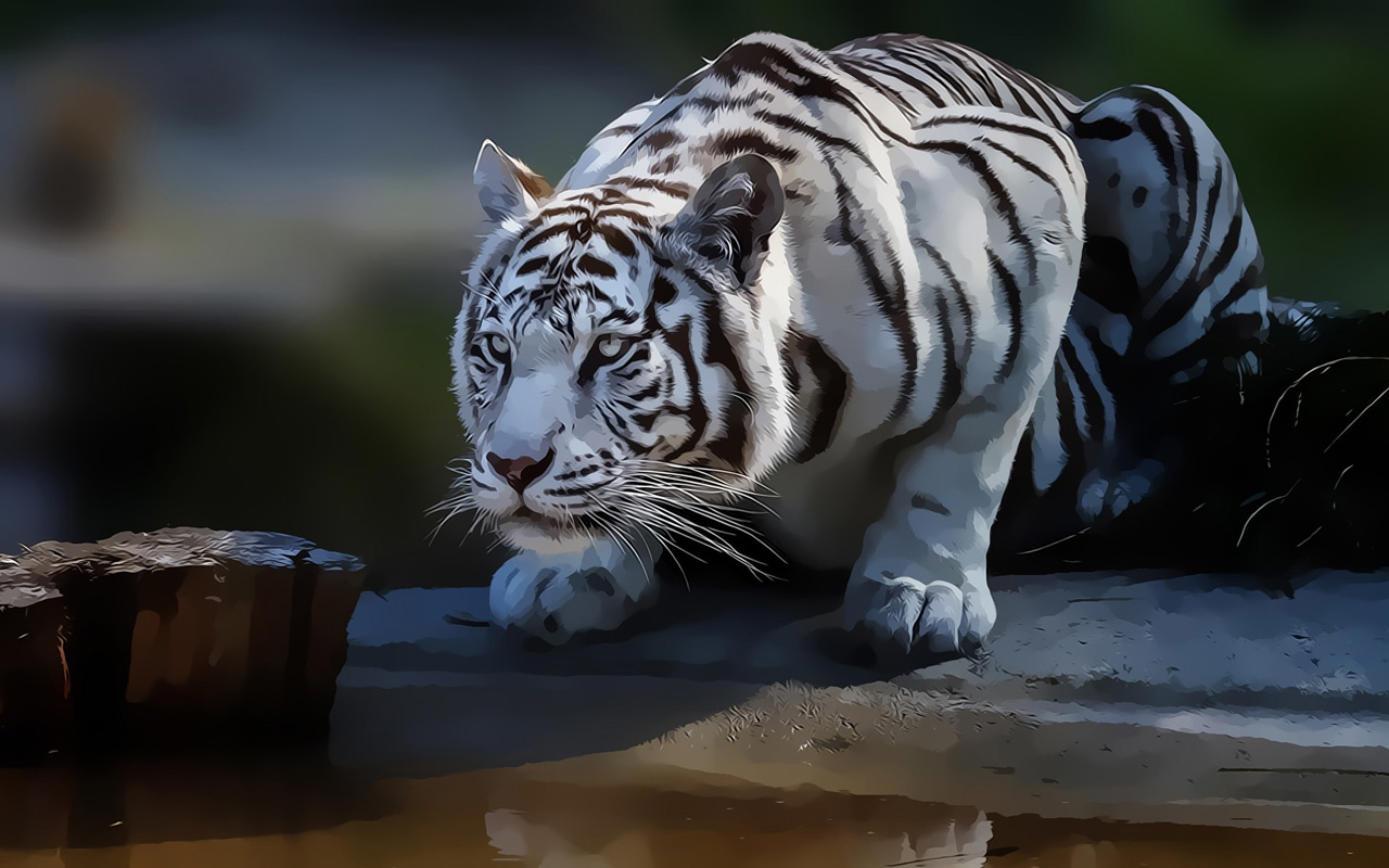 White Tiger Abstract Wallpaper HD S