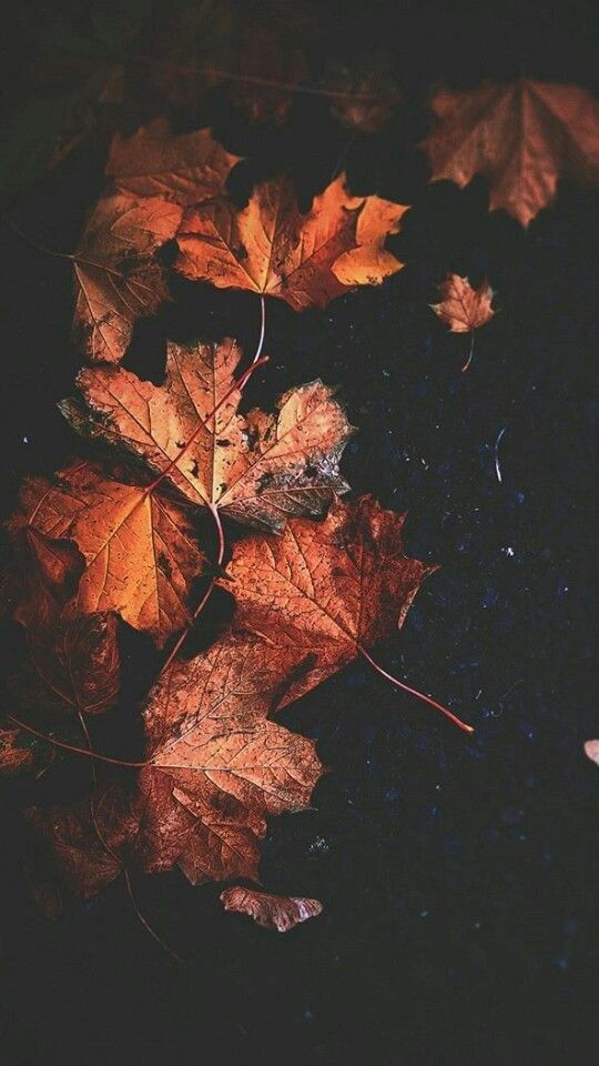 Temperaments Of Love In Autumn Wallpaper HD Cute Fall