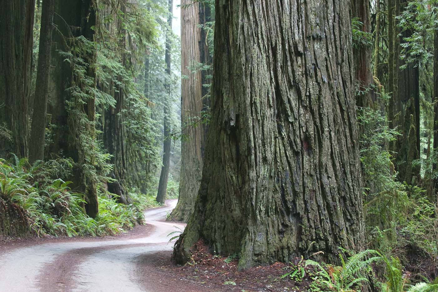 Redwoods State Park Choice Wallpaper