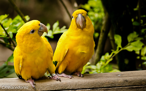 Wallpaper Yellow Birds By Crmacedonio Customize Org