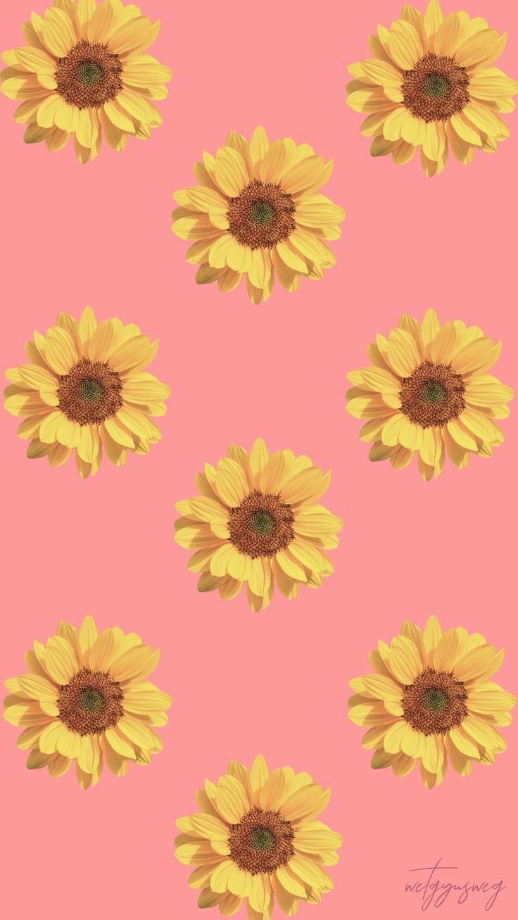 Sunflower On Pink Wallpaper Phone Background