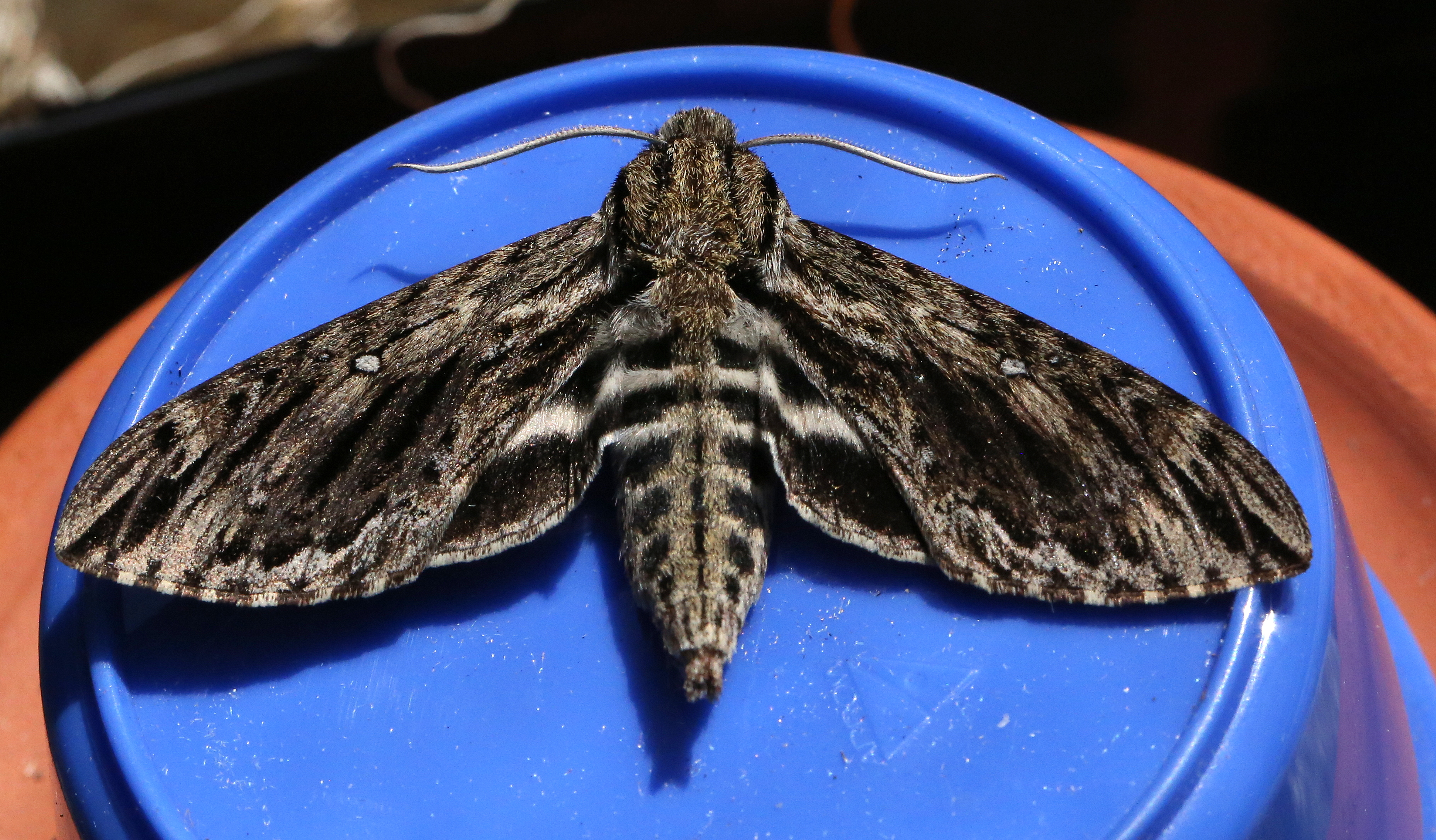 Family Sphingidae Wallpaper