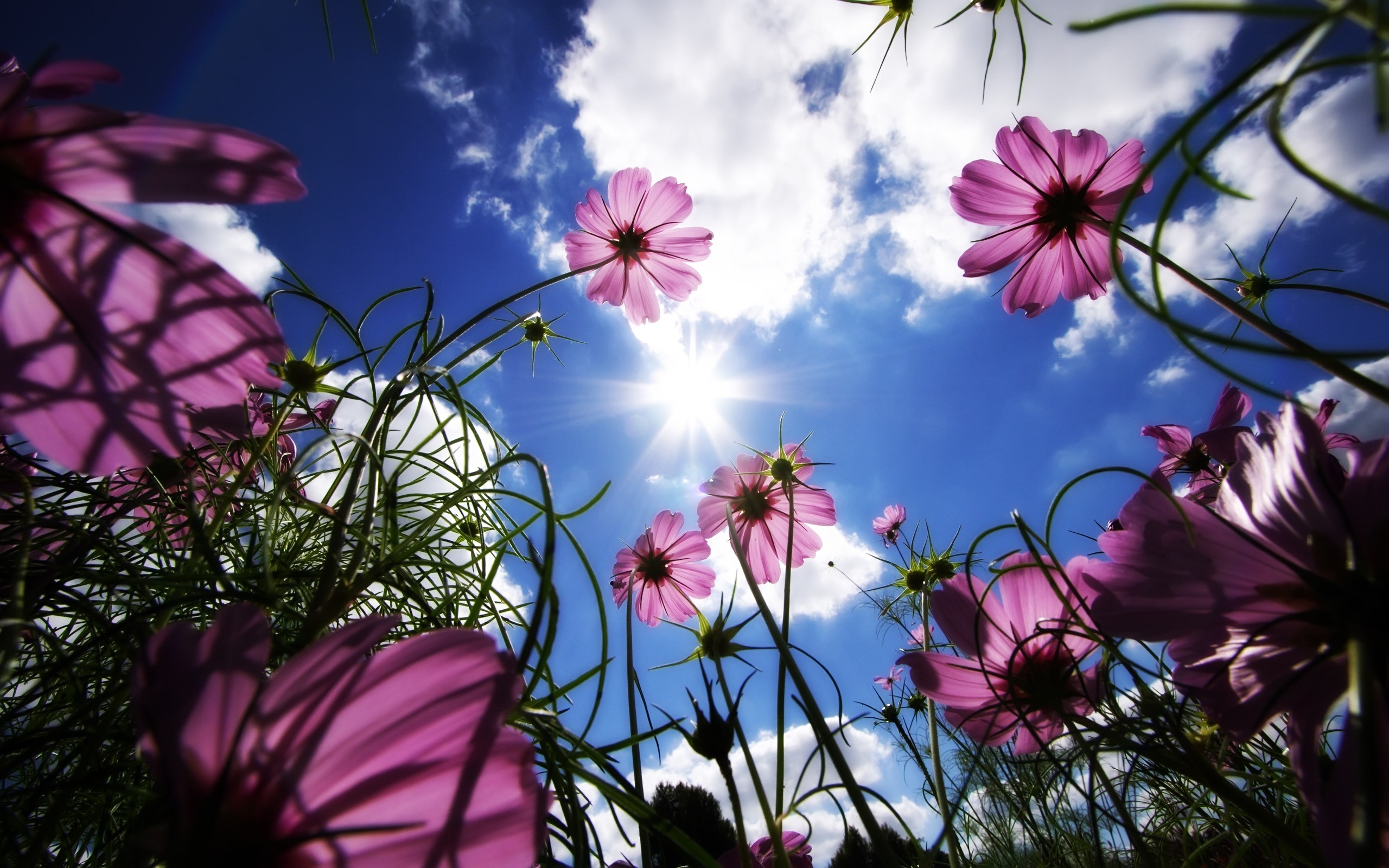 Sunny Flowers Desktop Wallpaper