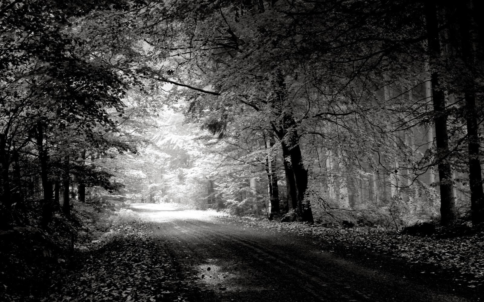 Black And White Nature Wallpaper - WallpaperSafari