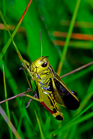 Horned Grasshopper Animal iPhone Wallpaper S