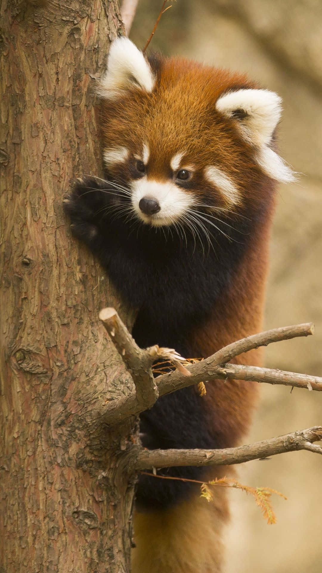 Cute Red Panda Wallpaper