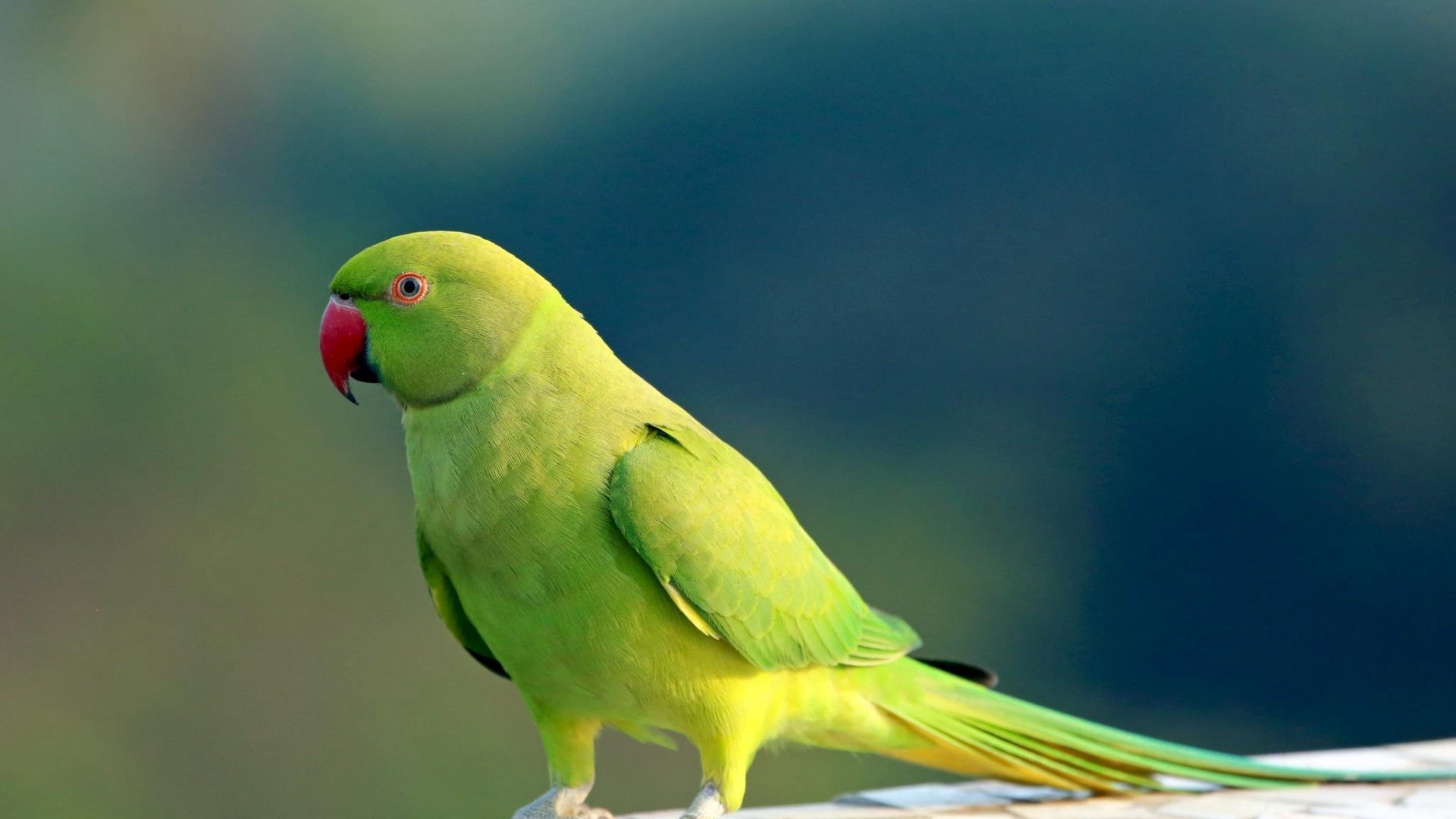 Birds HD Wallpaper 1080p Budgie
