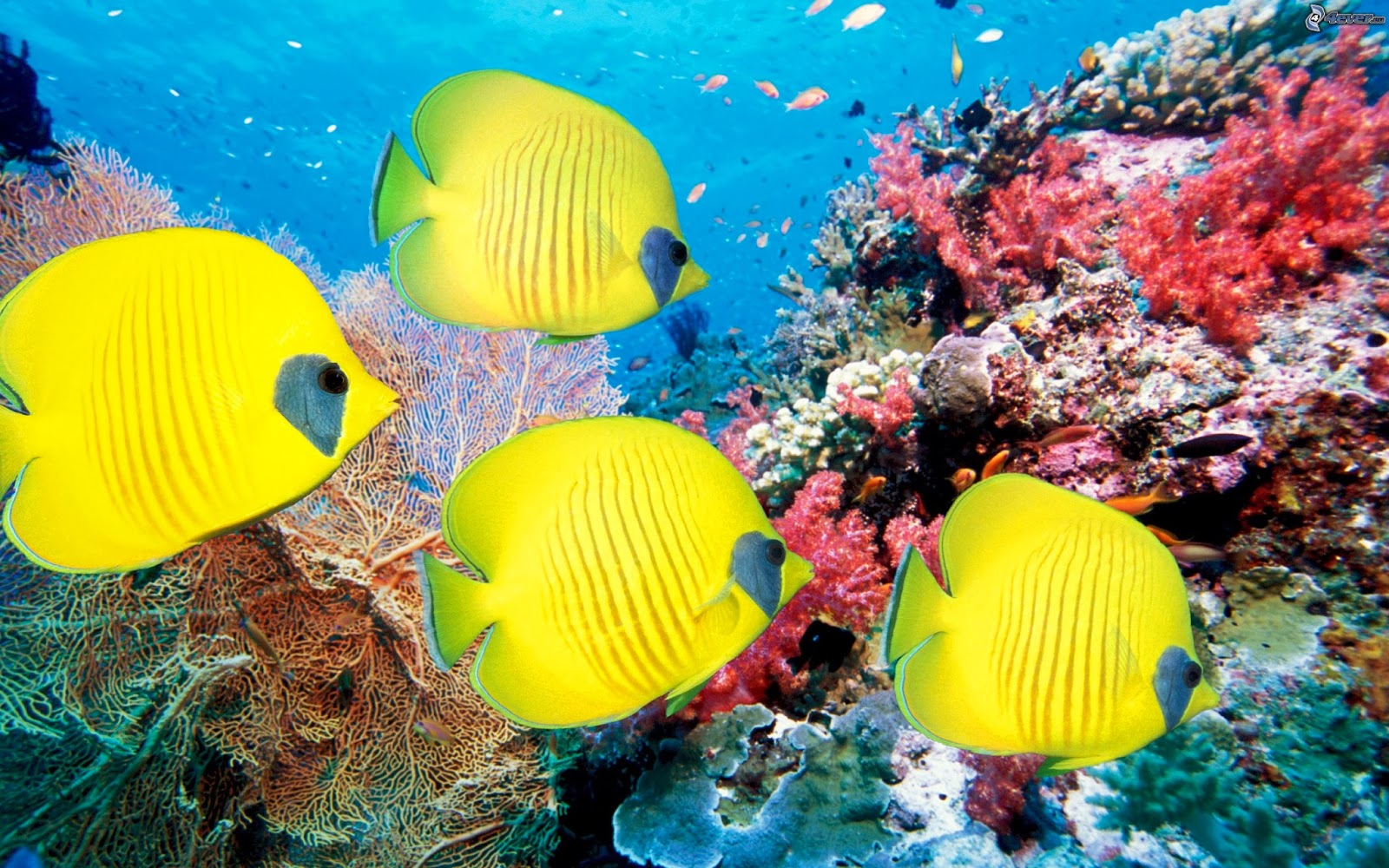 Coral Reef Life Fish Wallpaper Beautiful Desktop