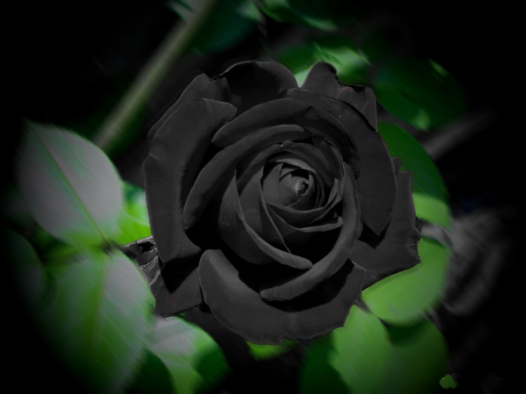 Black Rose HD Wallpaper Digitalhint