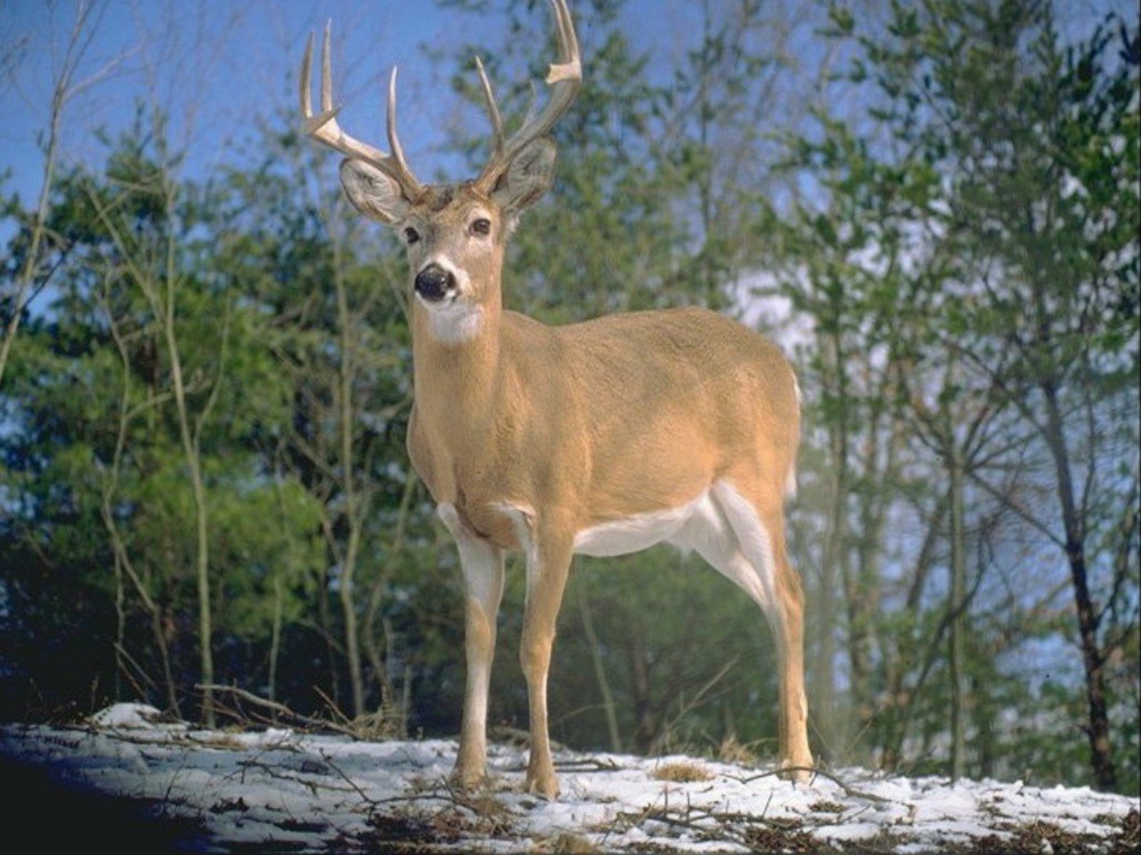 Desktop Wallpaper Hunting Deer deer1